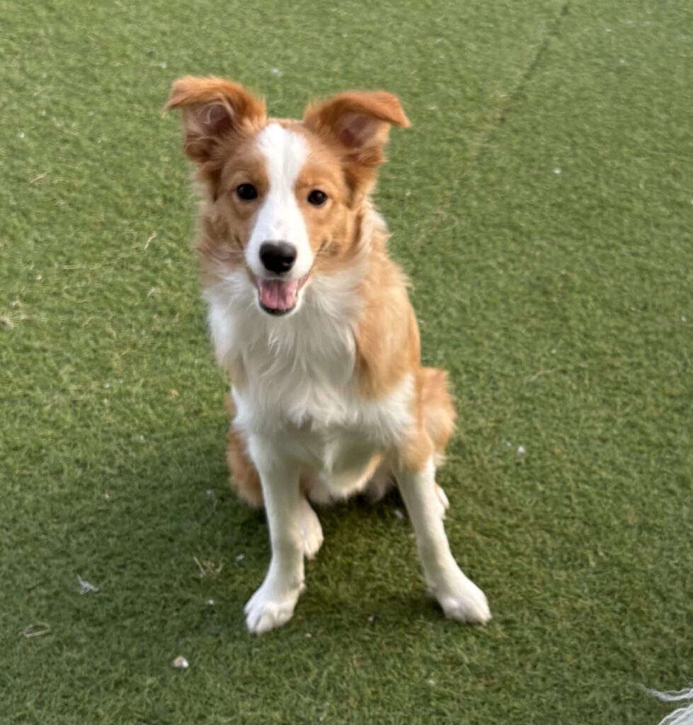 藤井(旧姓高橋)瑠璃　31