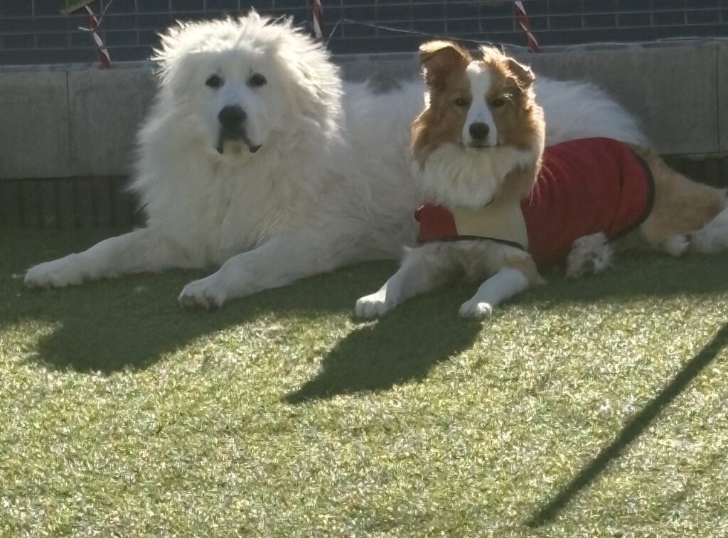 藤井(旧姓高橋)瑠璃  32