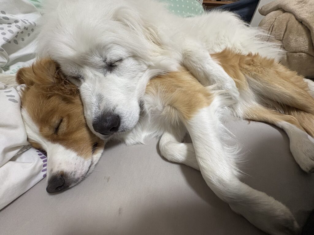 藤井(旧姓高橋)瑠璃 33